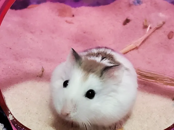 For Pet's Sake 12
