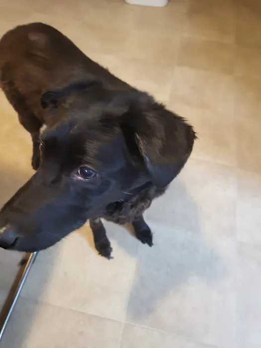 Whiteway Animal Hospital 12