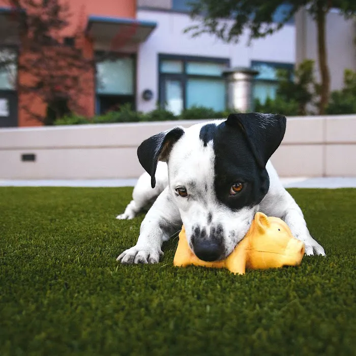 Atlanta Pet Care Center 12