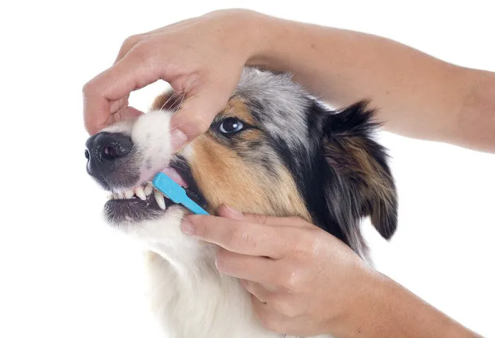 Atlanta Pet Care Center 12