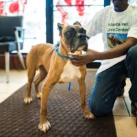 Atlanta Pet Care Center ico