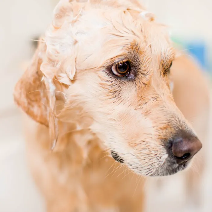 Atlanta Pet Care Center 12