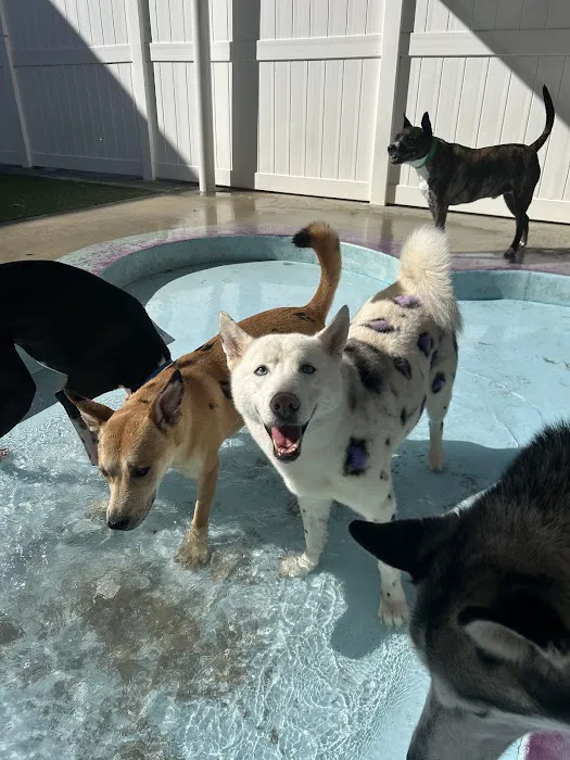 Atlanta Pet Care Center 12