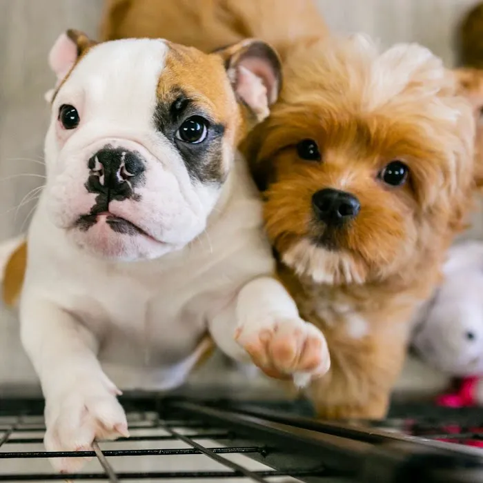 Atlanta Pet Care Center 12