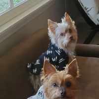 Stone Mountain Animal Hospital ico