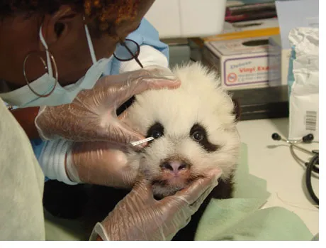 Atlanta Veterinary Eye Clinic 1
