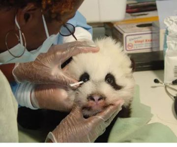 Atlanta Veterinary Eye Clinic