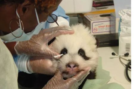 Atlanta Veterinary Eye Clinic