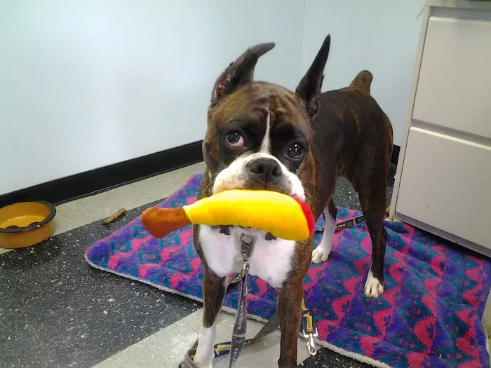 Atlanta Veterinary Eye Clinic 5