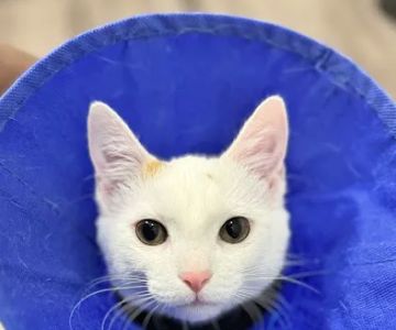 Deshon Animal Hospital