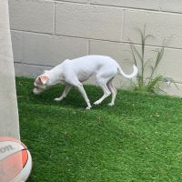 Kent Vet Clinic East Cobb ico