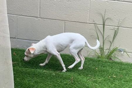 Kent Vet Clinic East Cobb