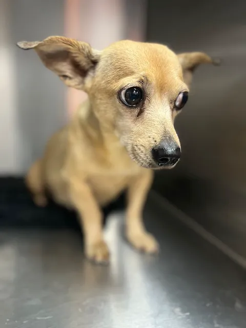 Kent Vet Clinic East Cobb 12