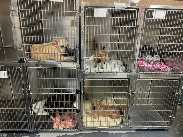 Kent Vet Clinic East Cobb 12