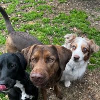 Providence Veterinary Clinic ico