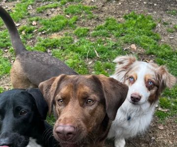 Providence Veterinary Clinic