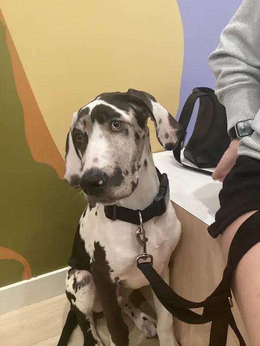 Petfolk Veterinary & Urgent Care - East Cobb Marietta 12