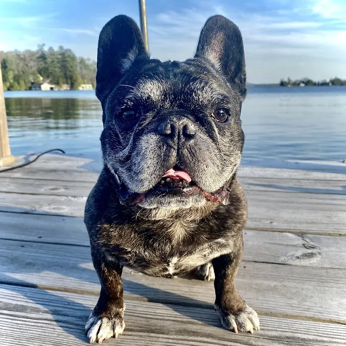 Petfolk Veterinary & Urgent Care - East Cobb Marietta 12