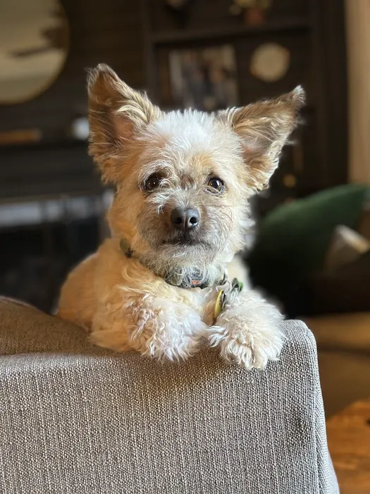 Good Dog Veterinary Care East Cobb 12