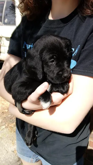 North Fulton Veterinary Hospital 2