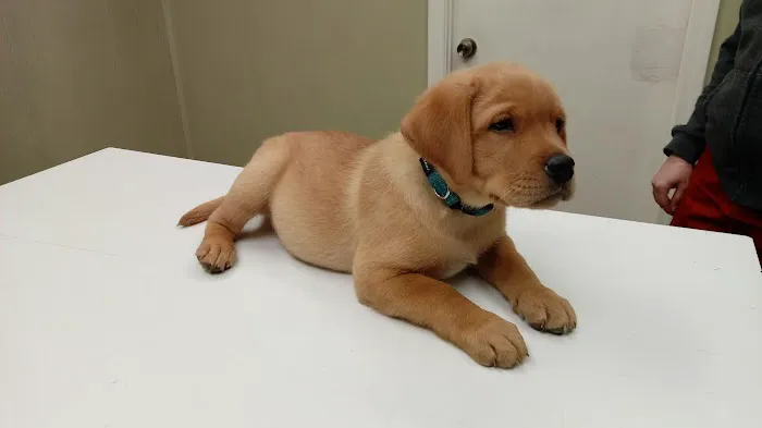 North Fulton Veterinary Hospital 6