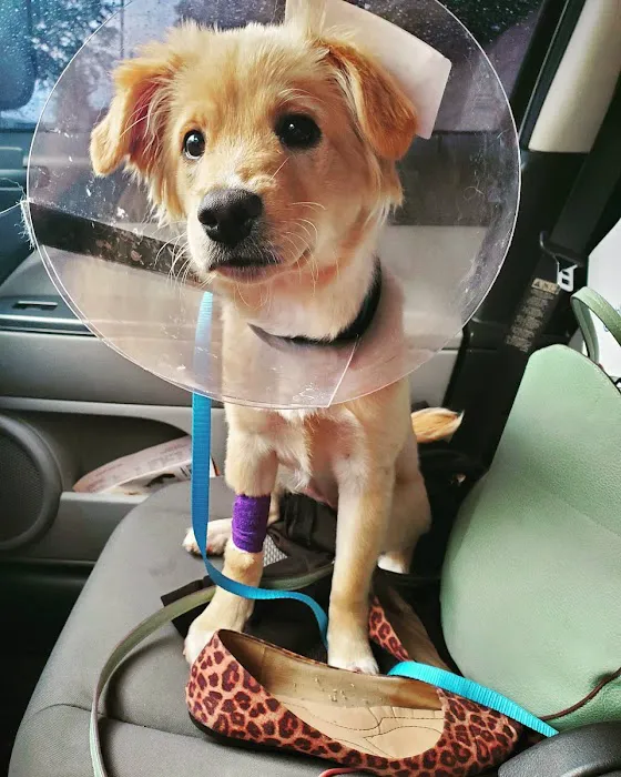 Georgia Veterinary Specialists 12