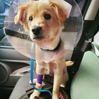 Georgia Veterinary Specialists ico