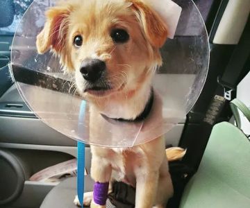 Georgia Veterinary Specialists