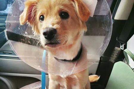 Georgia Veterinary Specialists
