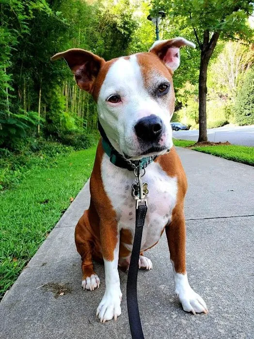 Georgia Veterinary Specialists 12