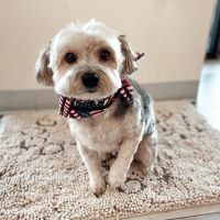 Happy Tails Animal Hospital ico