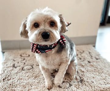 Happy Tails Animal Hospital