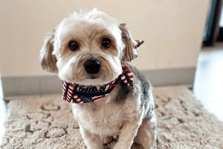 Happy Tails Animal Hospital