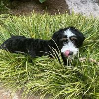 Montrose Animal Hospital ico