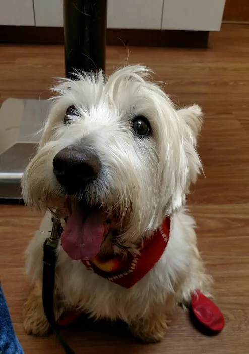 Montrose Animal Hospital 5