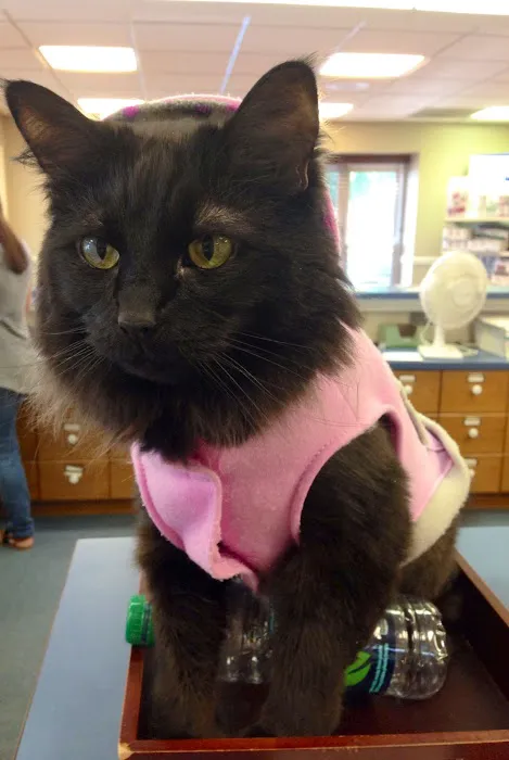 Tritt Animal Hospital 12