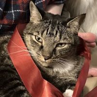 Animal Hospital of Towne Lake ico