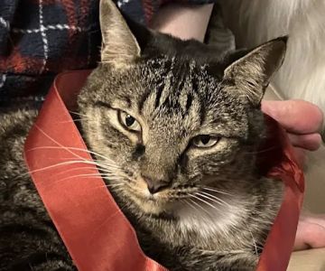 Animal Hospital of Towne Lake