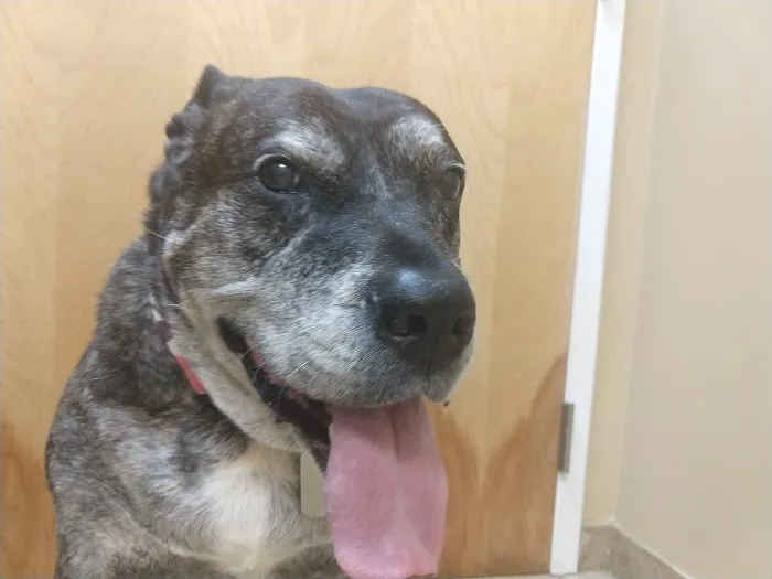 Animal Hospital of Towne Lake 12