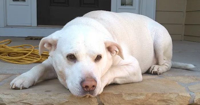 Lassiter Animal Hospital 12