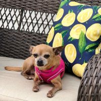 Animal Hospital of East Cobb ico