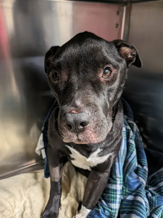 East Marietta Animal Hospital 4