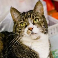 East Marietta Animal Hospital ico