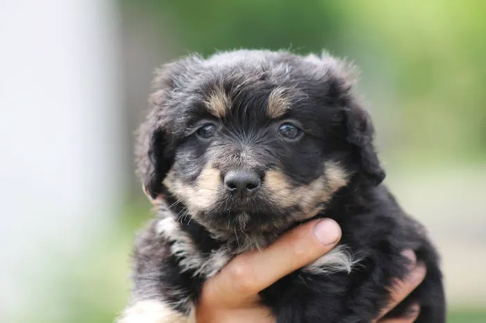 East Marietta Animal Hospital 2
