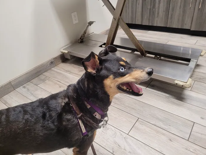East Marietta Animal Hospital 6