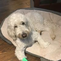 Banfield Pet Hospital ico
