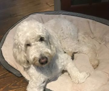 Banfield Pet Hospital