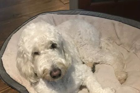 Banfield Pet Hospital