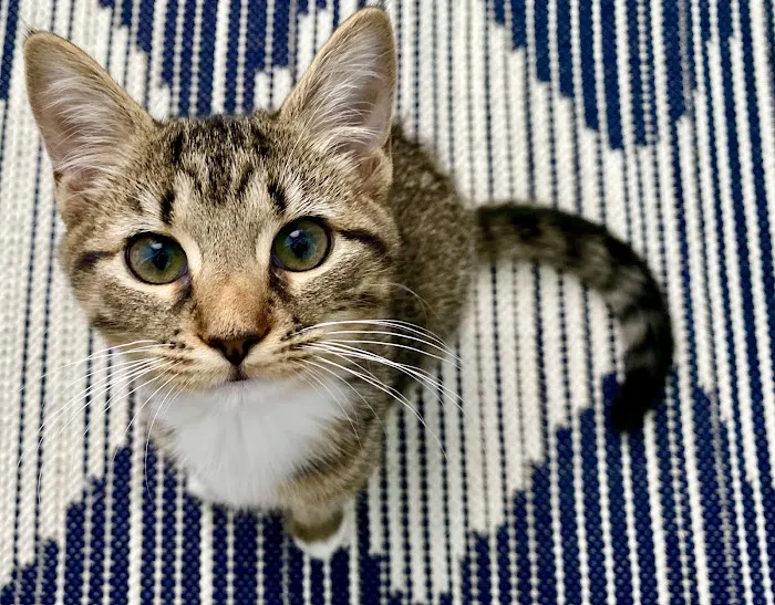 Roswell Vets4Pets 4