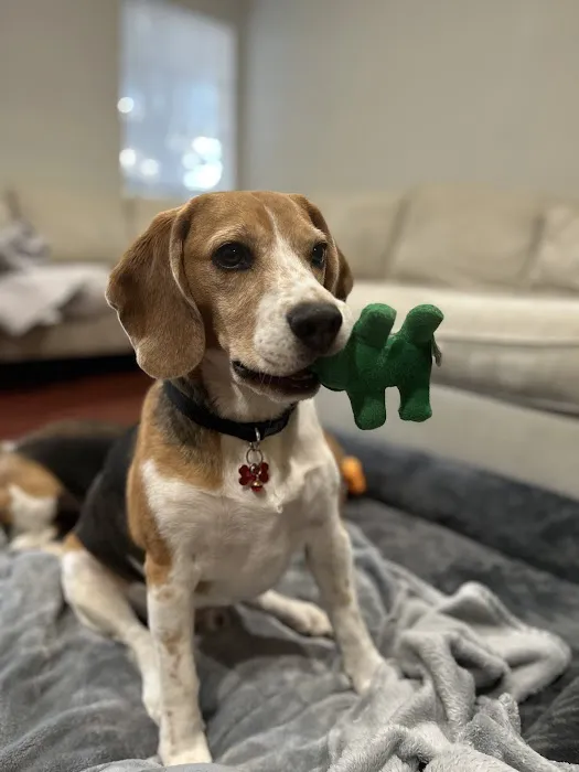 Roswell Vets4Pets 3
